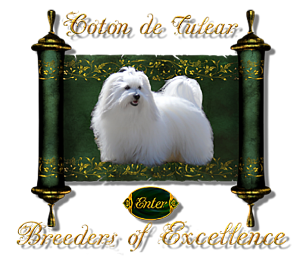 Coton de Tulear Breeders of Excellence